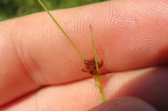 Rhynchospora globularis