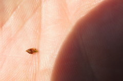 Rhynchospora globularis