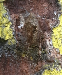 Dichoptera hyalinata