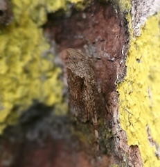 Dichoptera hyalinata