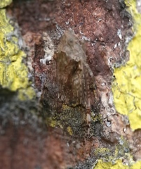 Dichoptera hyalinata