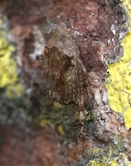 Dichoptera hyalinata