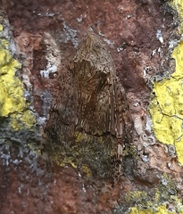 Dichoptera hyalinata