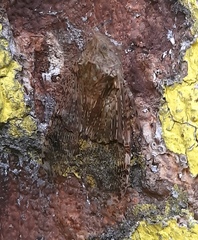 Dichoptera hyalinata