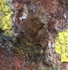 Dichoptera hyalinata