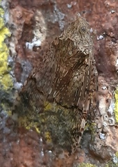 Dichoptera hyalinata