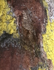 Dichoptera hyalinata