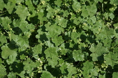 Malva pusilla