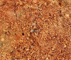Camponotus rufoglaucus