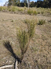 Leptomeria drupacea