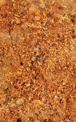 Camponotus rufoglaucus