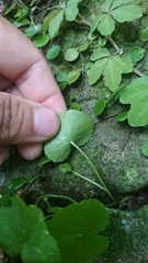Hydrocotyle nepalensis