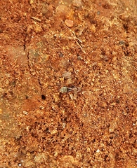 Camponotus rufoglaucus