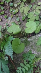 Hydrocotyle nepalensis