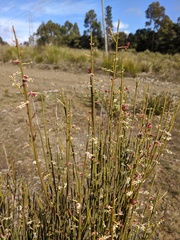 Leptomeria drupacea