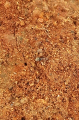 Camponotus rufoglaucus