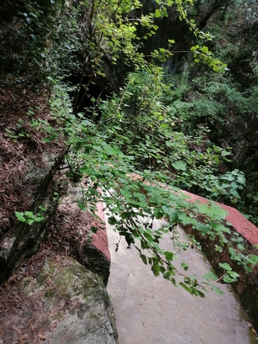 Ribes ciliatum (Ribes ciliatum)