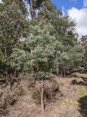 Eucalyptus amygdalina
