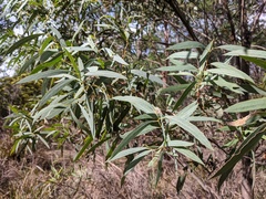 Eucalyptus amygdalina