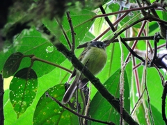 Pogonotriccus poecilotis