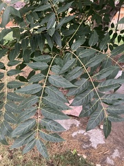 Ailanthus altissima