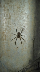 Acanthoctenus