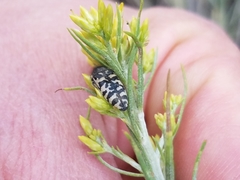 Acmaeodera decipiens
