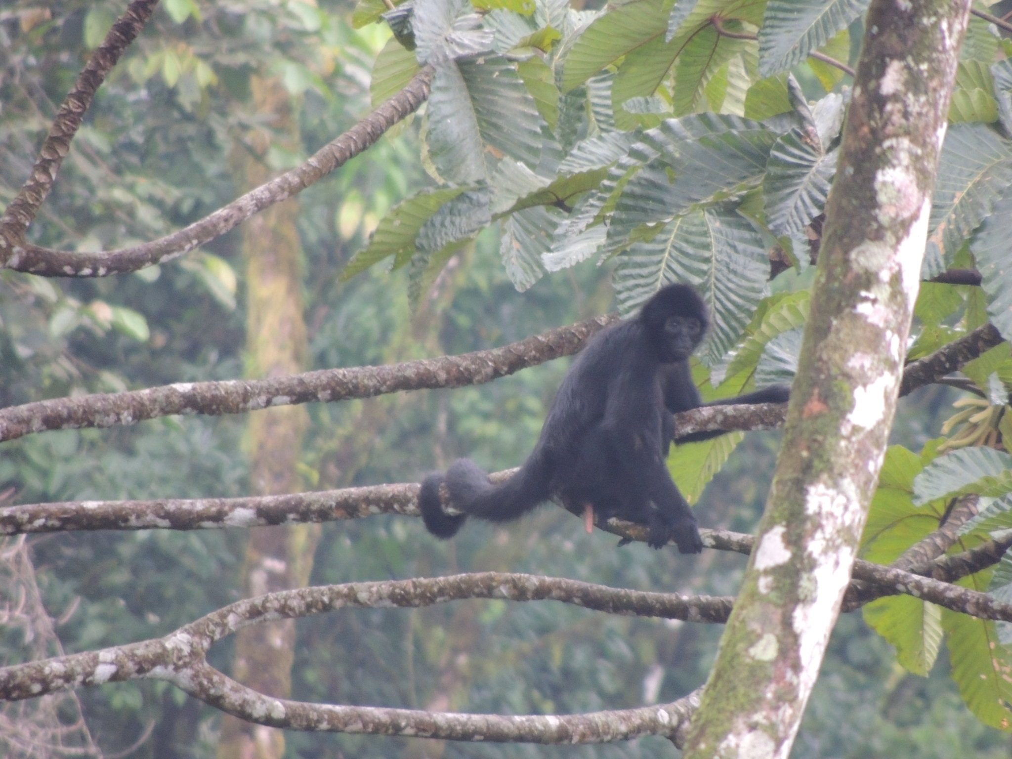 File:Macaco Aranha Preto (Ateles Piniscus).JPG - Wikimedia Commons