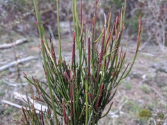 Leptomeria drupacea