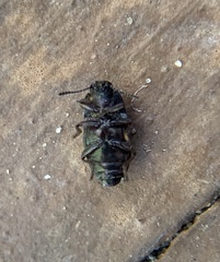 Asiopus minimus