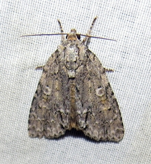 Acronicta modica