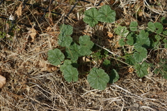 Malva pusilla