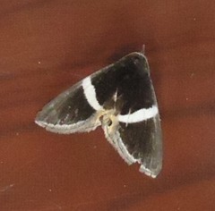 Fodina pallula