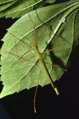 Scionecra