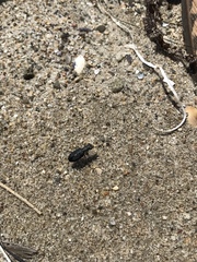 Cicindela haemorrhagica