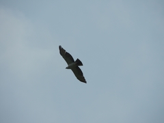 Spizaetus melanoleucus