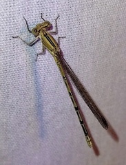 Argia nahuana