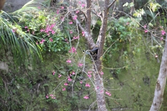 Machlolophus holsti