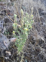 Linaria saxatilis