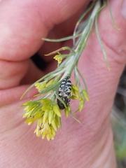 Acmaeodera decipiens