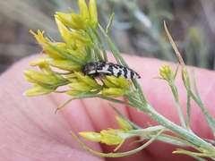 Acmaeodera decipiens