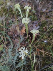 Silene legionensis
