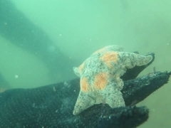 Asterina stellifera