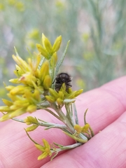 Acmaeodera decipiens