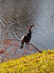 Anhinga anhinga