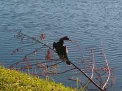Anhinga anhinga