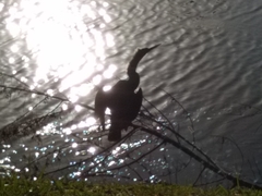 Anhinga anhinga