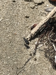 Cicindela haemorrhagica