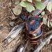 Megetra vittata - Photo (c) dogbite142,  זכויות יוצרים חלקיות (CC BY-NC), הועלה על ידי dogbite142