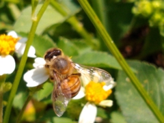 Apis mellifera
